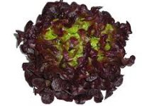 Lechuga hoja de roble