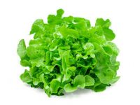 Lechuga hoja de roble verde