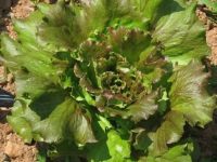 Semillas-de-Lechuga-Maravilla-de-Verano