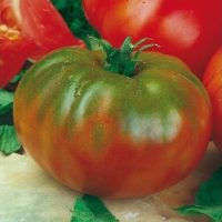 Tomate_rambo_buena