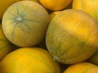 melon marina