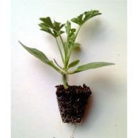 planta de sanduia