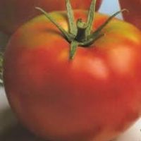 tomate optima